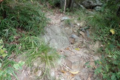 六甲山保久良梅林方面山道岩がゴツゴツした山道