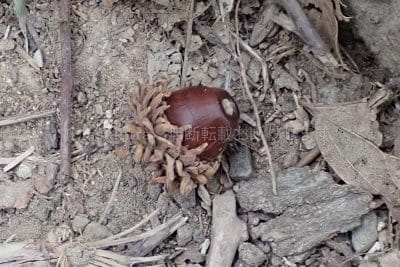 クヌギのドングリ。帽子(殻斗)がくっついてるのは珍しかった