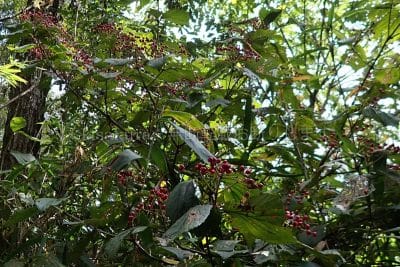 六甲山 金鳥山付近