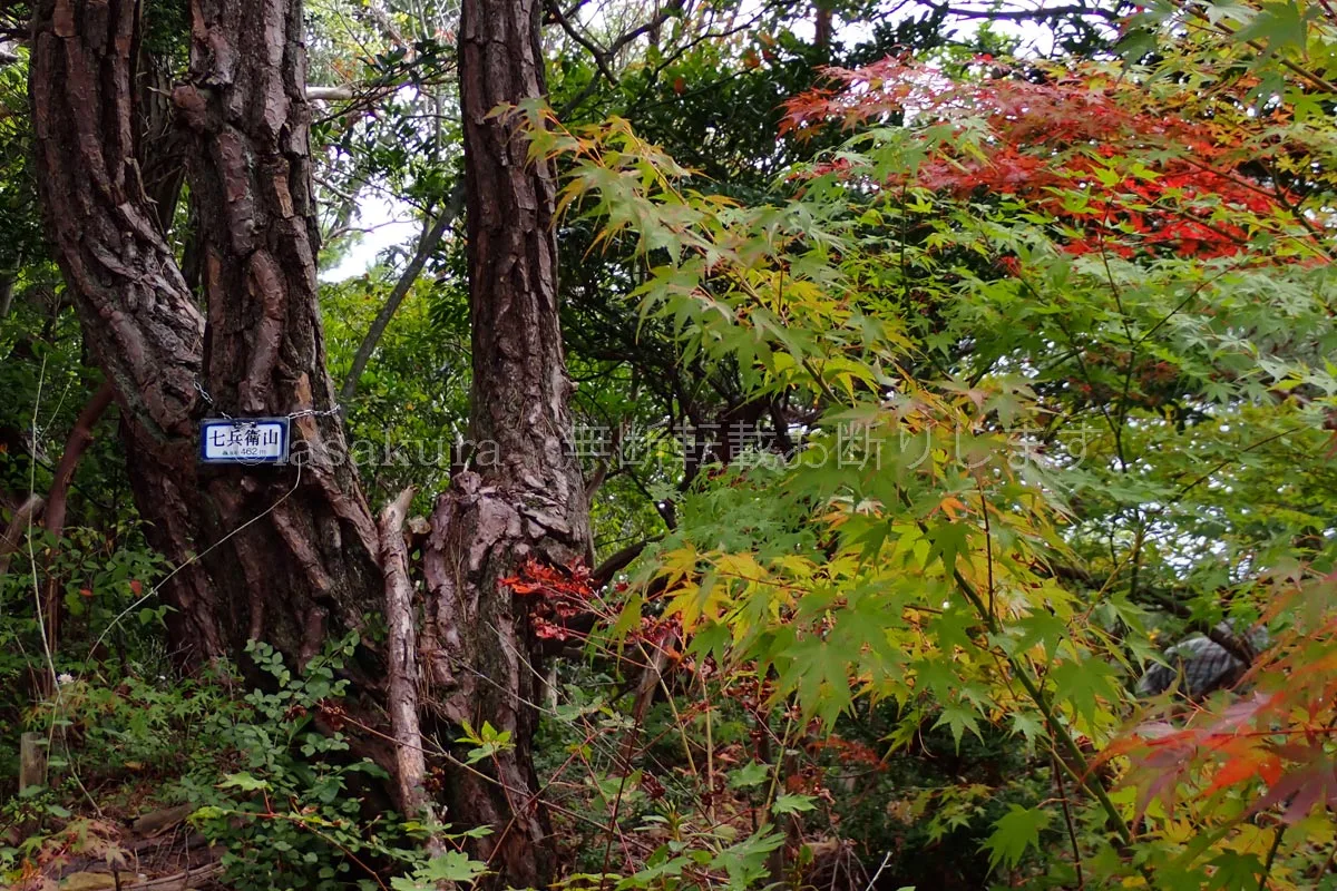 六甲山 七兵衛山山頂 紅葉
