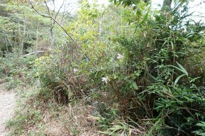 六甲山 七兵衛山～打越山に季節外れのつつじ