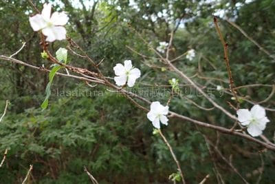 六甲山 十文字山登山口付近に桜
