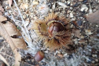 六甲山、実りの秋、栗。至る所にたくさん落ちてました