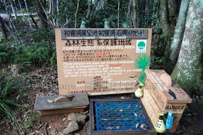 初寝浦遊歩道は森林生態系保護区域なのでガイド同行でないと入れない