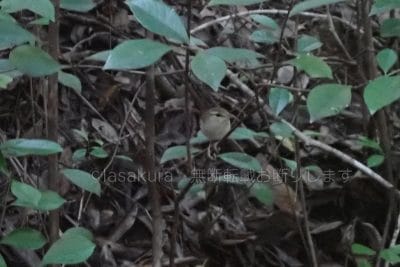 小笠原固有亜種ハシナガウグイス