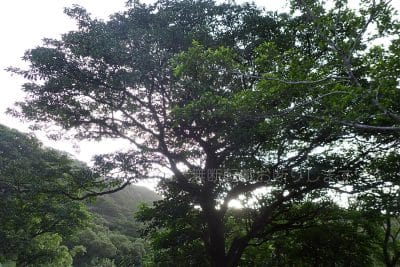 初音浦展望台～中央山まで行ったけど、日の出は見えず…
