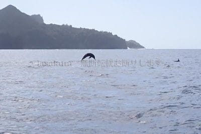 ハシナガイルカ