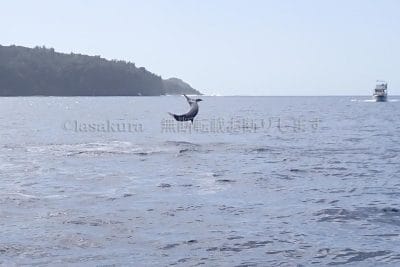 ハシナガイルカ