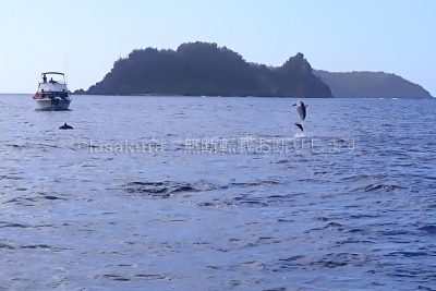 東京都 小笠原村 ハシナガイルカ