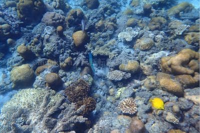 小笠原諸島兄島キャベツビーチ