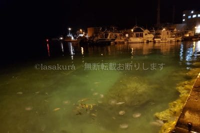 小笠原諸島父島二見港