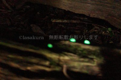 光るキノコ、グリーンペペ