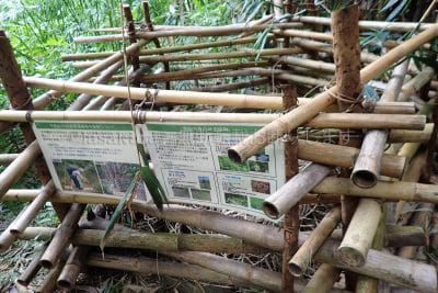千尋ルートの外来植物を駆除する取り組み