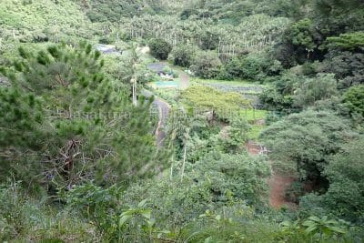 小笠原諸島コーヒー園