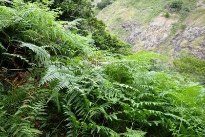 1時間地点。わらび谷