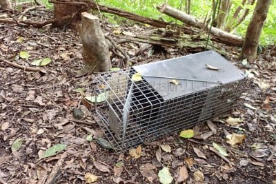 猫の捕獲用ゲージ