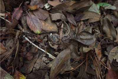 天然記念物のオカヤドカリ