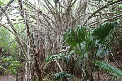 ガジュマルの森