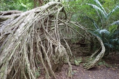 ガジュマルの森