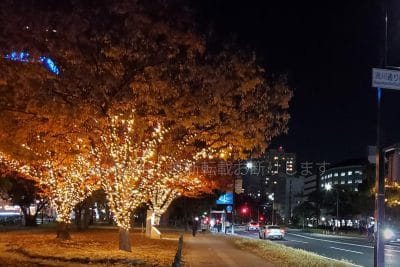 スターリーフォレスト Fサイド