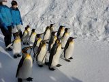 旭山動物園ペンギンパレード