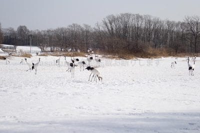 釧路市鶴見台タンチョウヅル