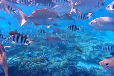 小笠原諸島兄島キャベツビーチ