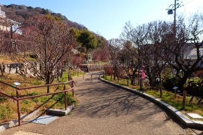 岡本梅林公園中央