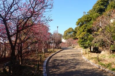 岡本梅林公園東側
