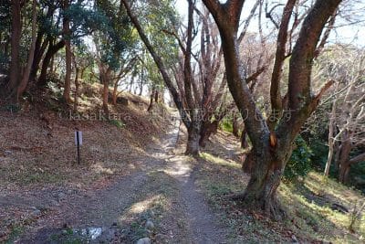 保久良梅林から登山道