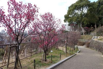 兵庫県 神戸市 岡本梅林公園中央