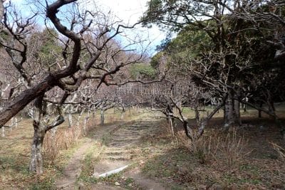 兵庫県 神戸市 保久良梅林入口