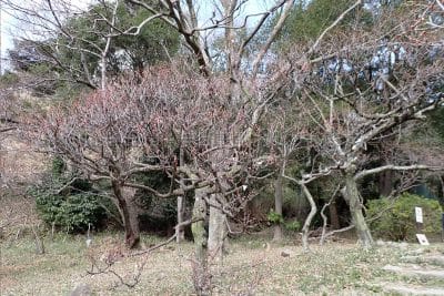 兵庫県 神戸市 保久良梅林真ん中あたり