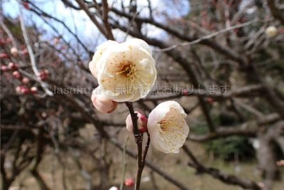 兵庫県 神戸市 保久良梅林真ん中あたり
