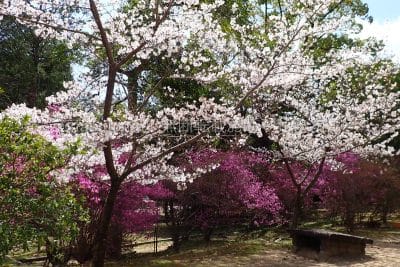 兵庫県 西宮市 天然記念物 コバノミツバツツジ群落