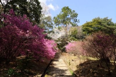 兵庫県 西宮市 天然記念物 コバノミツバツツジ群落