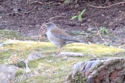 西宮 北山 シロハラ