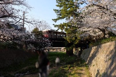 夙川河川敷緑地 桜と阪急電車