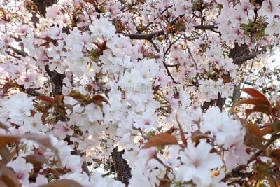 夙川河川敷緑地 夙川舞桜