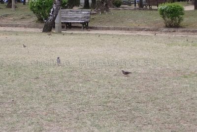 ムクドリとスズメ